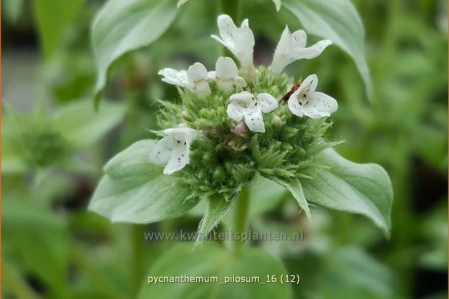 Pycnanthemum pilosum