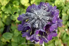 Primula capitata mooreana