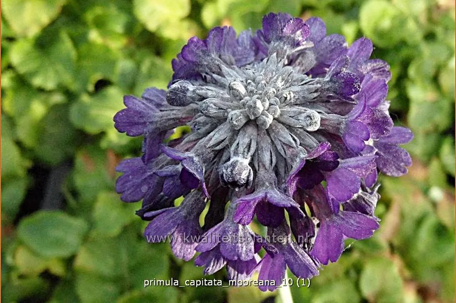 Primula capitata mooreana
