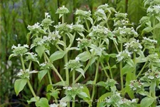 Pycnanthemum pilosum