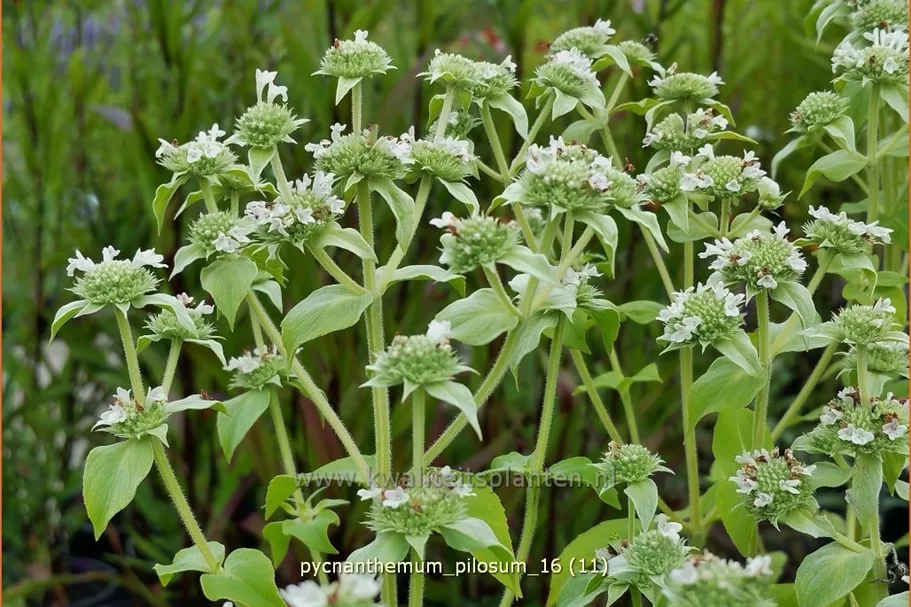 Pycnanthemum pilosum