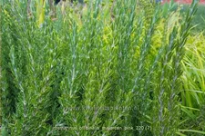 Rosmarinus officinalis 'Majorcan Pink' Staude im 9x9 cm Vierecktopf