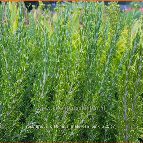 Rosmarinus officinalis 'Majorcan Pink'