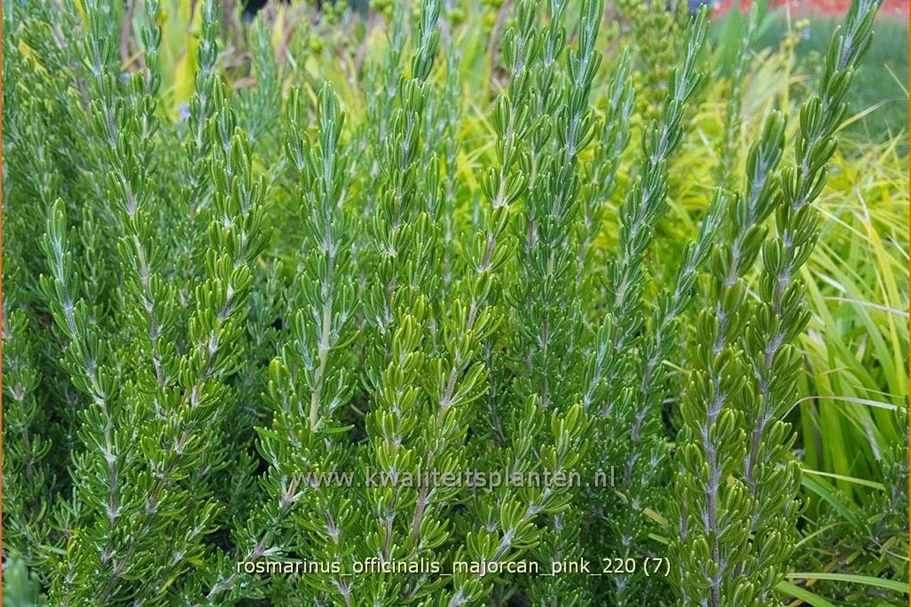 Rosmarinus officinalis 'Majorcan Pink' Staude im 9x9 cm Vierecktopf