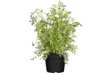 Polemonium caeruleum