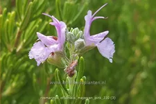Rosmarinus officinalis 'Majorcan Pink' Staude im 9x9 cm Vierecktopf