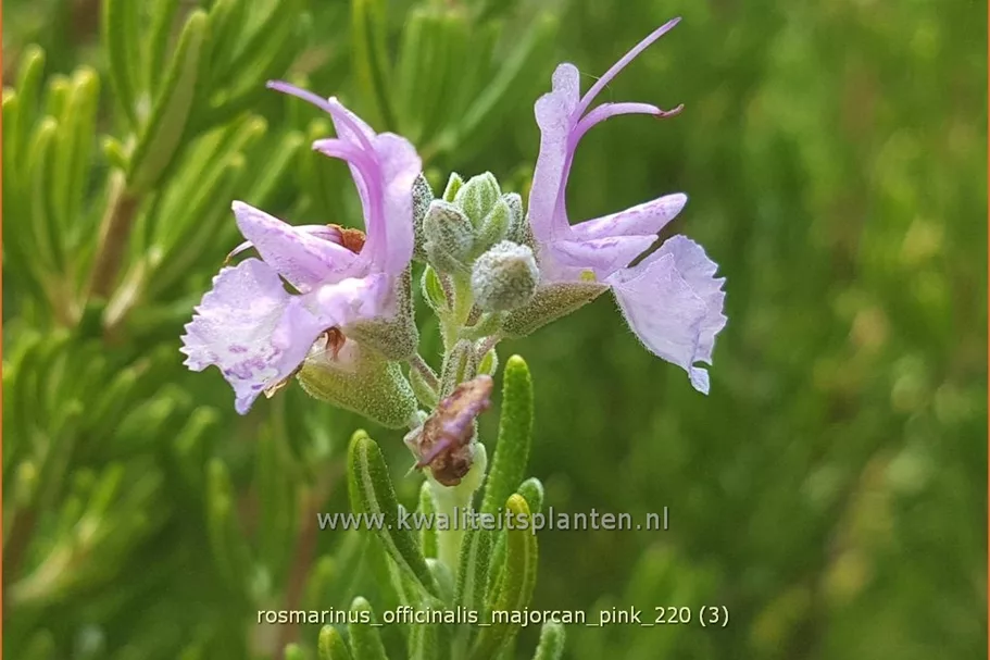 Rosmarinus officinalis 'Majorcan Pink' Staude im 9x9 cm Vierecktopf