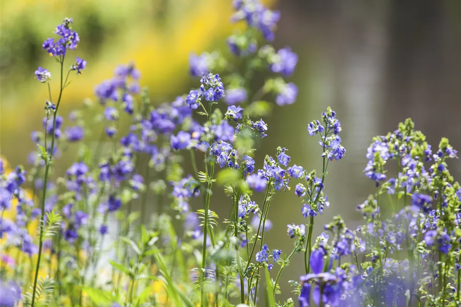 Polemonium caeruleum