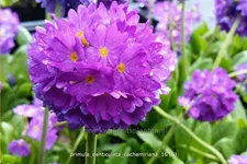 Primula denticulata 'Cachemiriana'