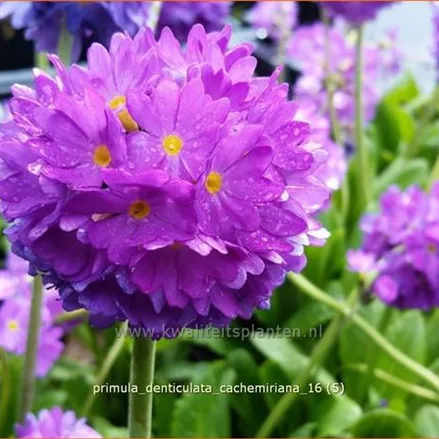 Primula denticulata 'Cachemiriana'