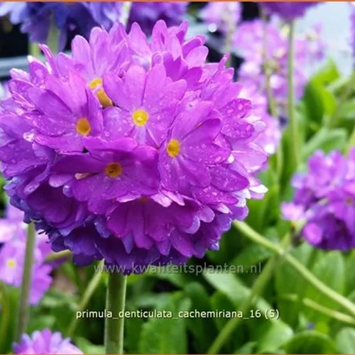 Primula denticulata 'Cachemiriana'