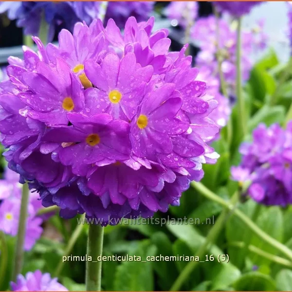 Primula denticulata 'Cachemiriana' - Kugelprimel, Gezähntblättrige Schlüsselblume, Primel