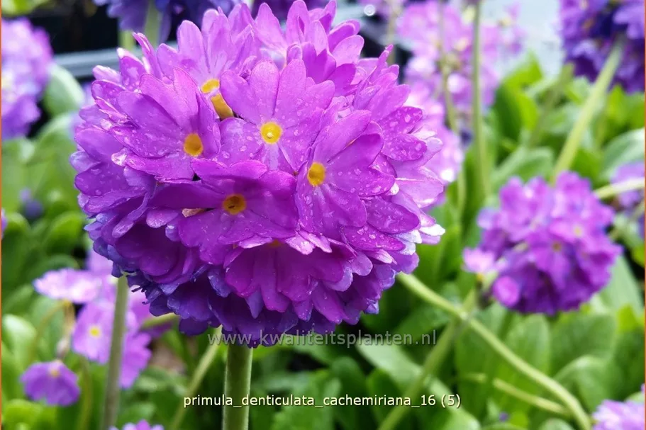 Primula denticulata 'Cachemiriana'