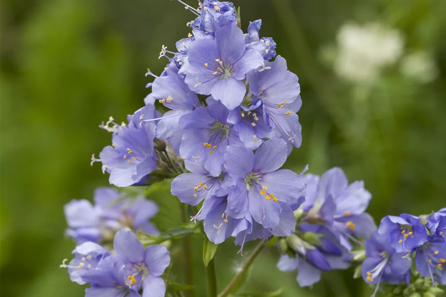 Polemonium caeruleum