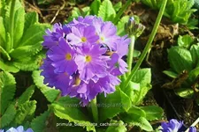 Primula denticulata 'Cachemiriana'