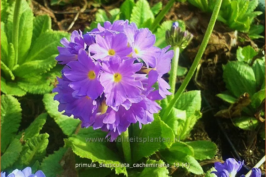 Primula denticulata 'Cachemiriana'