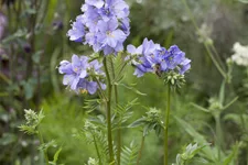 Polemonium caeruleum