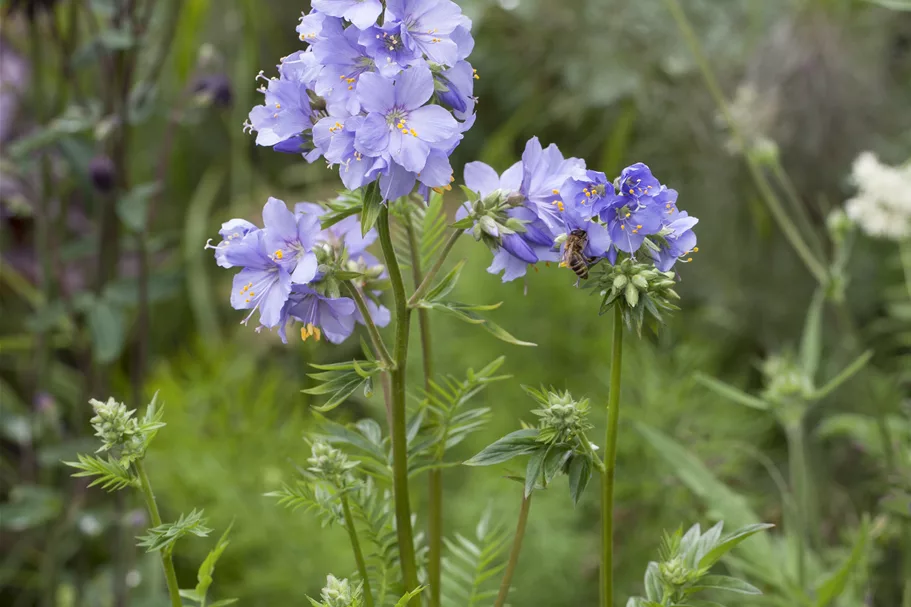 Polemonium caeruleum