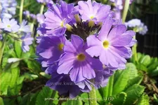 Primula denticulata 'Cachemiriana'