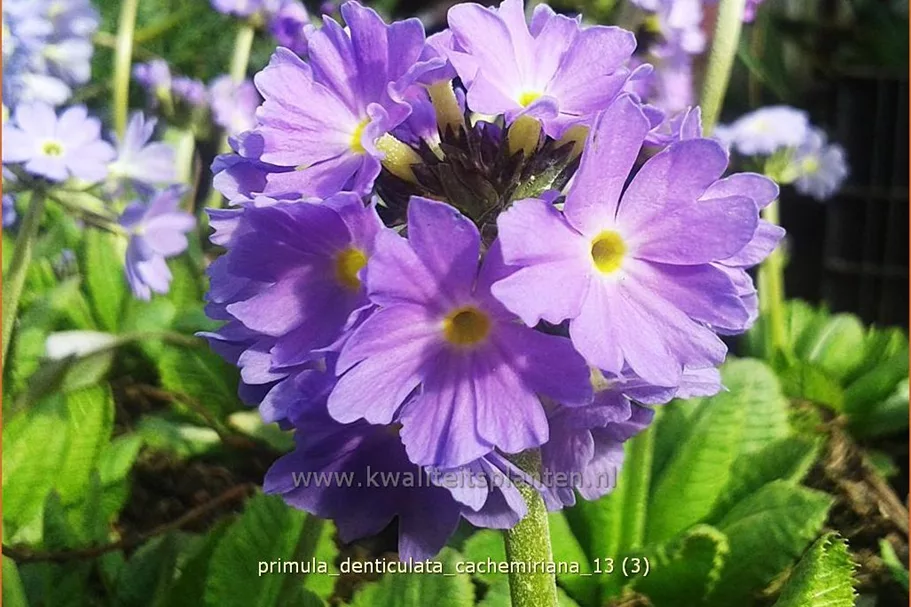 Primula denticulata 'Cachemiriana'