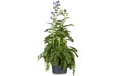 Polemonium caeruleum