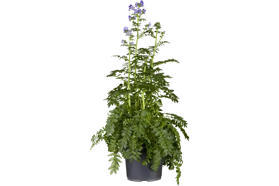 Polemonium caeruleum