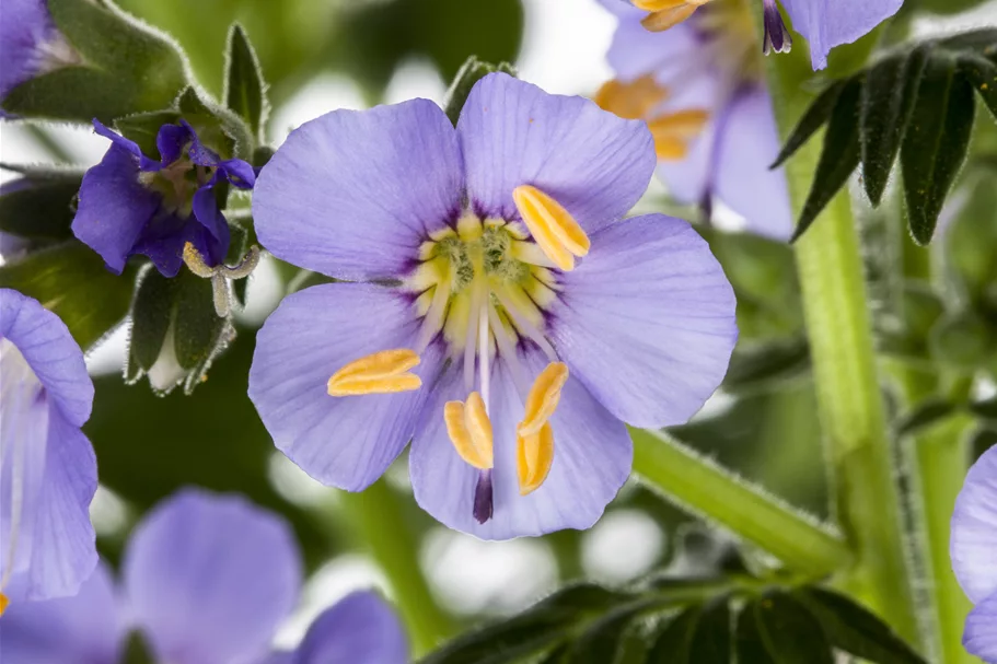 Polemonium caeruleum