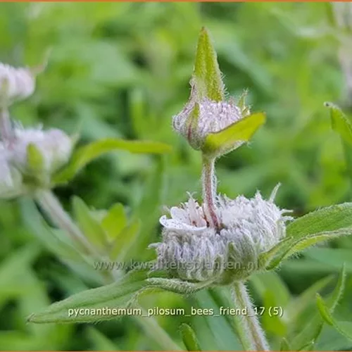 Pycnanthemum pilosum 'Bees' Friend'