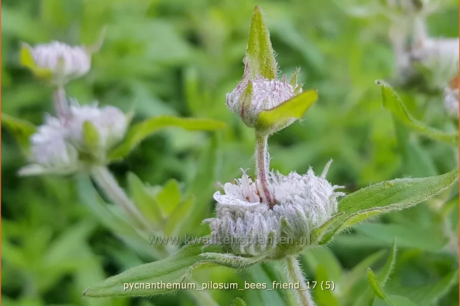Pycnanthemum pilosum 'Bees' Friend'