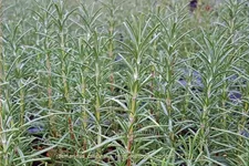 Rosmarinus officinalis 'Miss Jessopp's Upright'