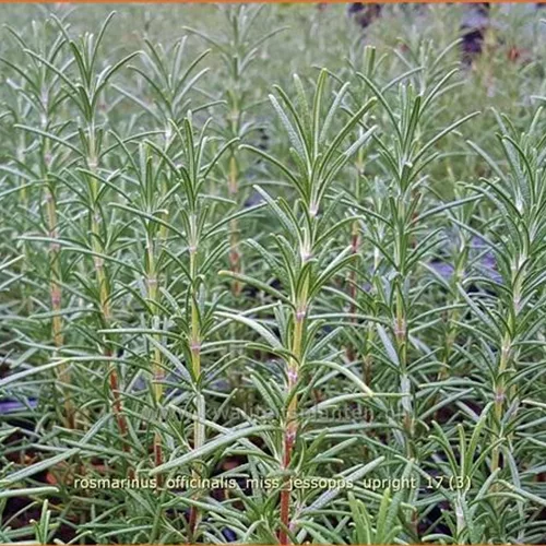 Rosmarinus officinalis 'Miss Jessopp's Upright'
