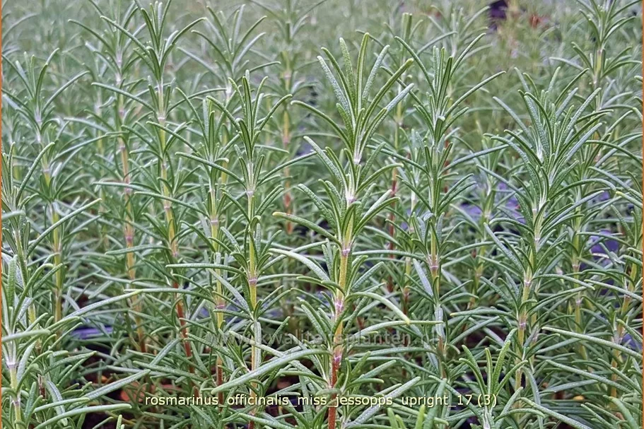 Rosmarinus officinalis 'Miss Jessopp's Upright'