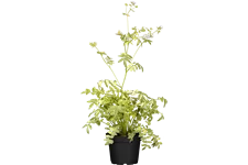 Polemonium caeruleum