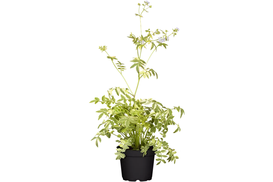 Polemonium caeruleum