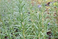 Rosmarinus officinalis 'Miss Jessopp's Upright'