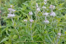 Pycnanthemum pilosum 'Bees' Friend'
