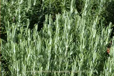 Rosmarinus officinalis 'Miss Jessopp's Upright'