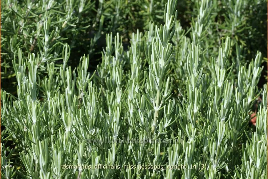 Rosmarinus officinalis 'Miss Jessopp's Upright'