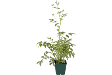 Polemonium caeruleum