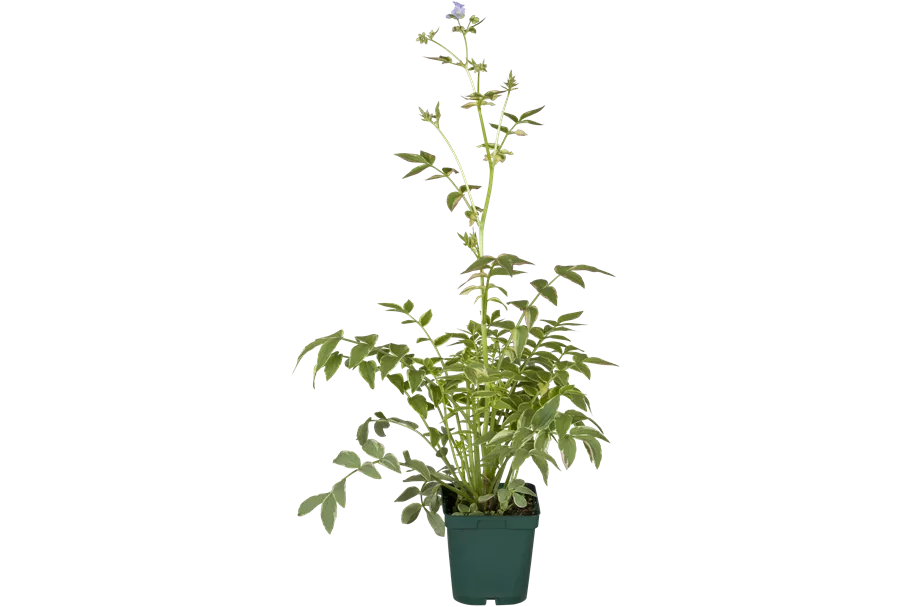 Polemonium caeruleum