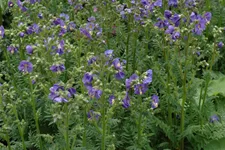 Polemonium caeruleum