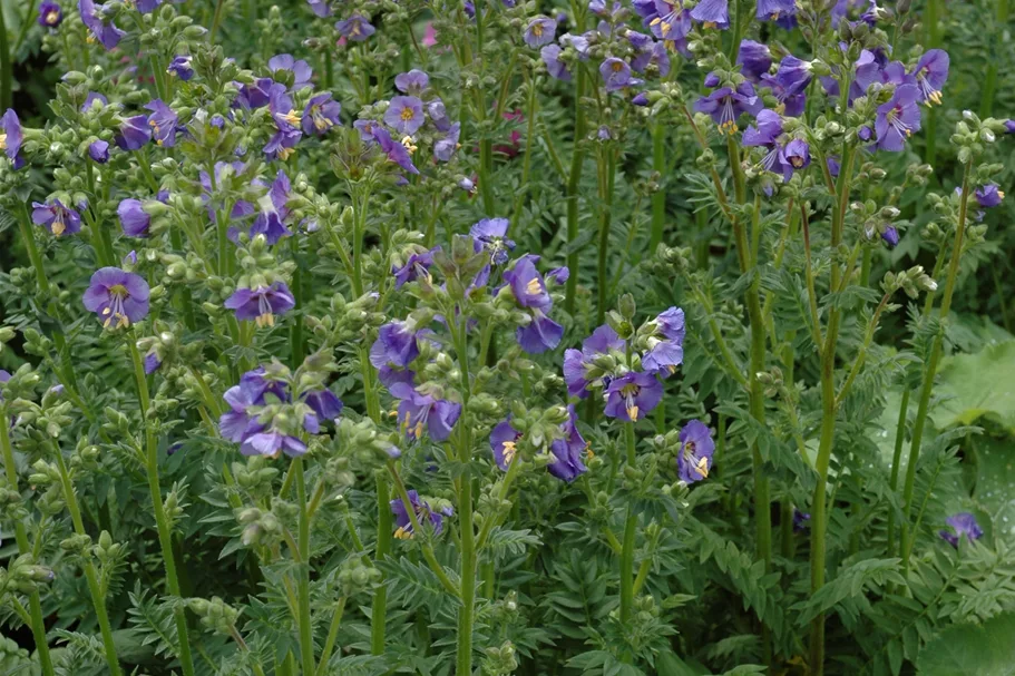 Polemonium caeruleum