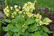 Primula elatior
