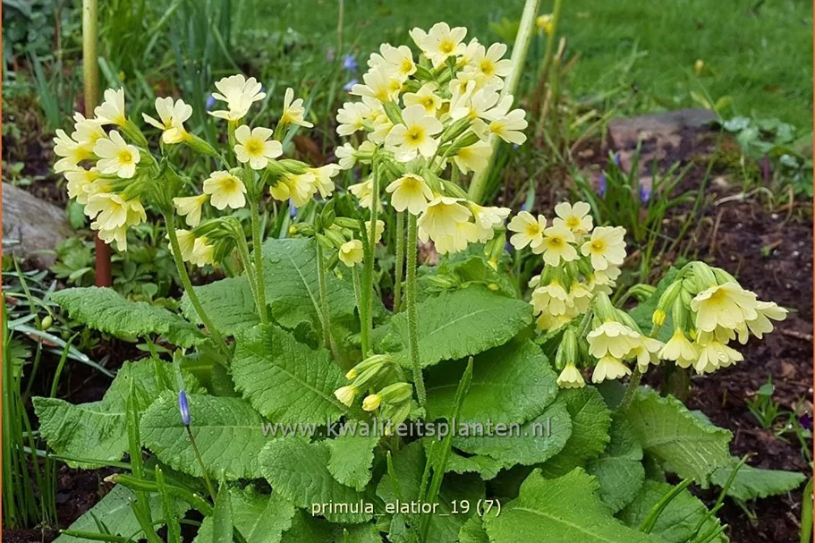 Primula elatior