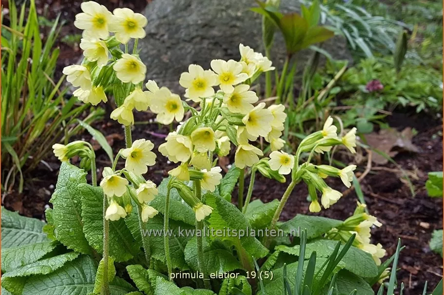 Primula elatior