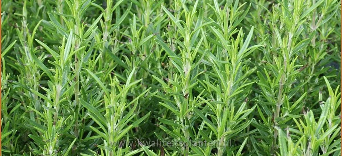 Rosmarinus officinalis 'Perigord'