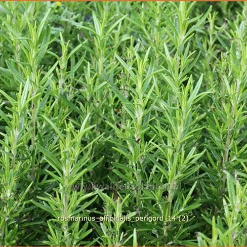 Rosmarinus officinalis 'Perigord'