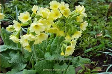 Primula elatior