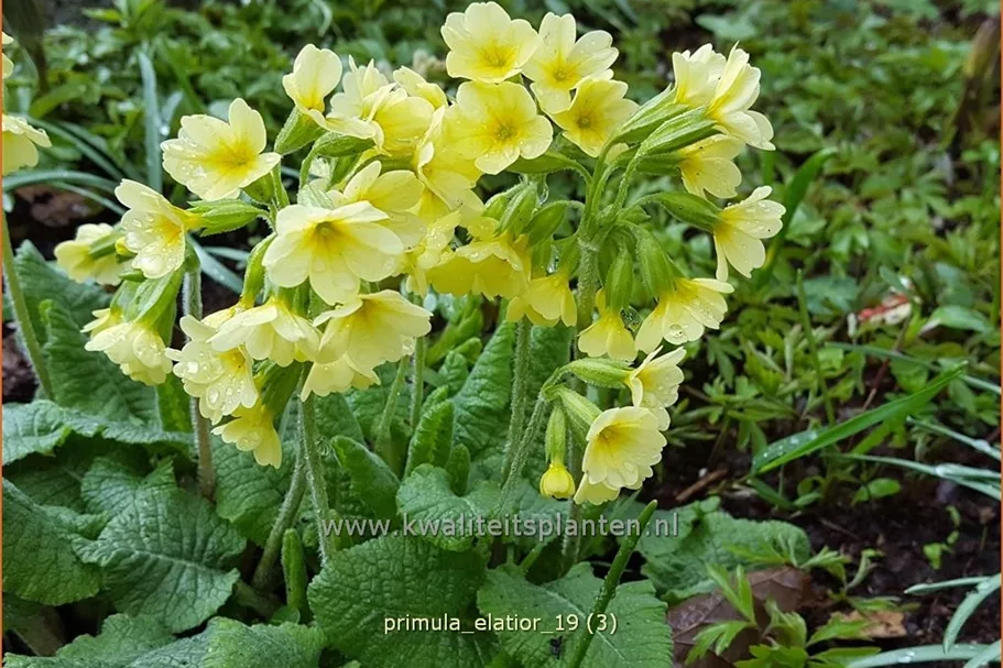 Primula elatior