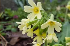 Primula elatior